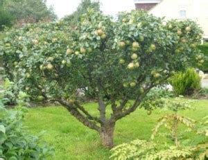 Our fruit trees are grafted onto different rootstocks.the rootstock has a bearing on the overall height and vigour of the tree. rootstock | Gardeners Tips