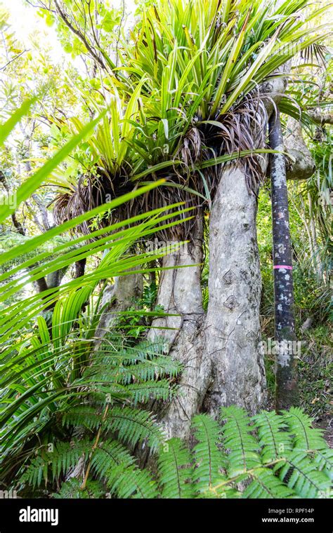 Grove Of Endemic New Zealand Rainforest Fern Trees In Lush Green