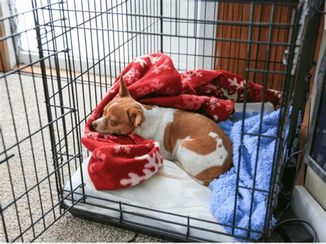 How To Set Up A Kennel For A Puppy Ng