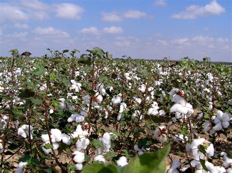 West Texas Cotton Free Photo Download Freeimages