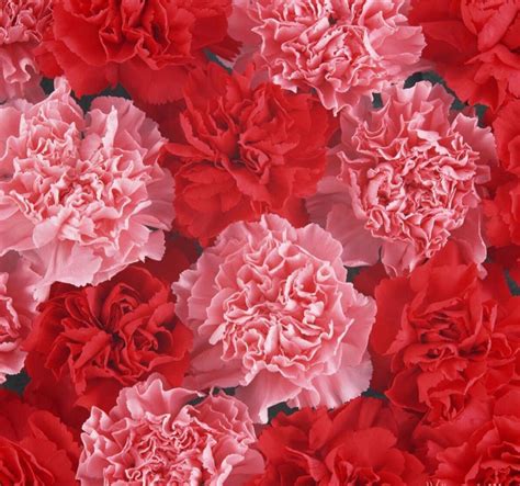 7 branch 21 heads artificial silk fake flowers leaf rose wedding floral decor bouquet the small pink rose flowers with 7 stems and 21 flower heads bunch dimension approx.: Pink Carnation in 2020 | Carnation flower, Pink carnations ...