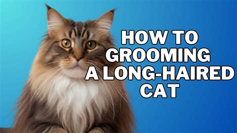 How To Grooming A Long Haired Cat How Can I Groom My Long Haired Cat At Home Cat Grooming