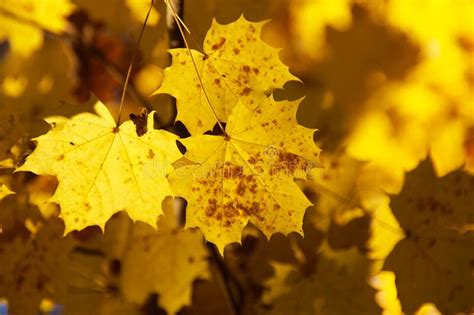 Yellow Autumn Leaves Stock Image Image Of Nature Maple 62062809