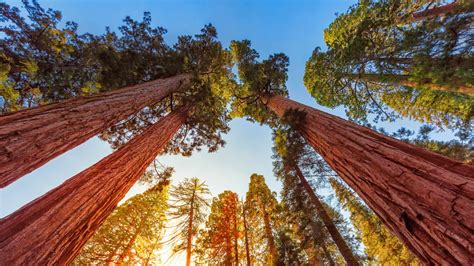 Sequoia Sunlight Bing Wallpaper Download