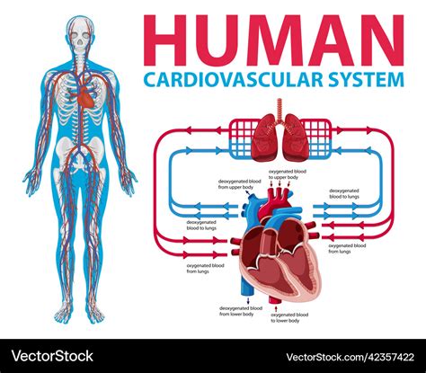 Diagram Showing Human Cardiovascular System Vector Image