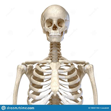 Human Anatomy Skeletal System Of The Torso Front View Stock