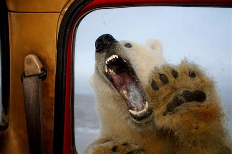 Polar Bear Attacks On People Set To Rise As Climate Changes New Scientist