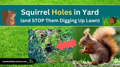 Squirrel Holes In Yard And Stop Them Digging Up Lawn Sustainability