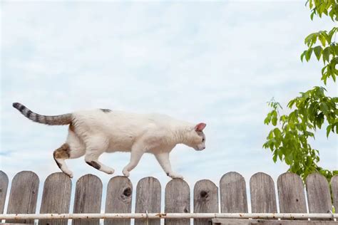 How To Keep A Cat From Jumping A Fence For Good 2024 Own The Yard