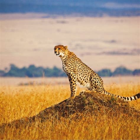 Ark real estate view all (14) properties. Last Call for Kenya Tourism Board Incentive Campaign for ...