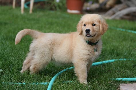 Its Hd Animals Funny Wallpapers Golden Retriever Puppies