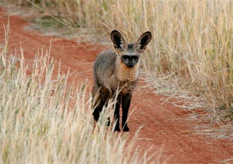 Please note that completing this form does not equate to a secured booking. Kalahari Anib Lodge - Lodge and Camping in the Kalahari