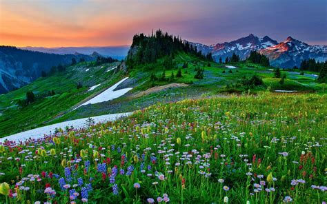 Download Wildflower Tree Mountain Flower Landscape Field Nature Spring Hd Wallpaper