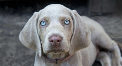 Weimaraner puppies for sale in havana, kansas united states. Weimaraner | Dog Breed Information Complete Guide