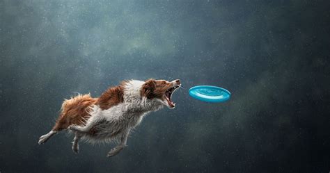 Just 19 Photos Of Dogs Majestically Catching Frisbees Pet