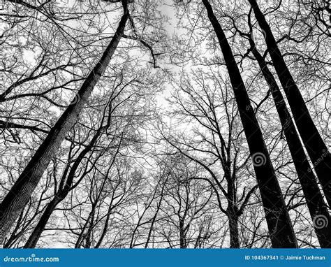 Black And White Winter Trees Stock Image Image Of Tall Leafless