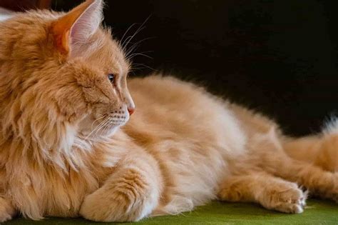 Orange Tabby Cat I 9 Mind Blowing Facts MustPets Com