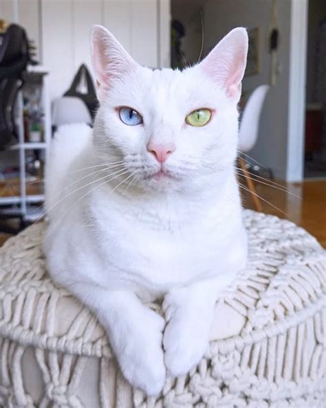 Heterochromia In Cats Cats With Different Colored Eyes