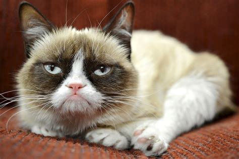 Grumpy Cat Lands Endorsement Isnt Amused The Frown Faced Internet