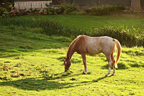Brown And White Horse Eating Green Grass During Daytime · Free Stock Photo