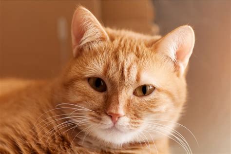160 Orange Cat Names For Ginger Colored Felines Great Pet Care