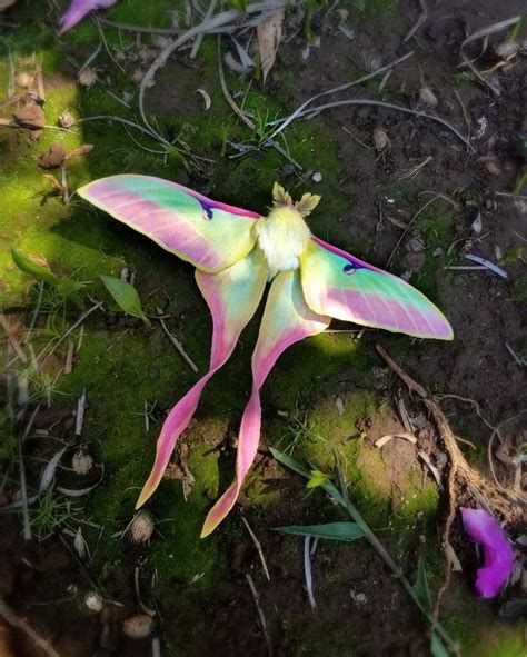 Chinese Luna Moth Actias Dubernardi Pretty Animals Moth Animals