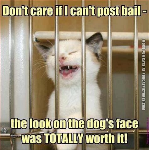 Cat In Jail Funny Kittens Pinterest
