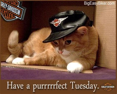 Best kindness to animals quotes selected by thousands of our users! Tuesday Scraps | Tuesday humor, Harley davidson, Harley ...
