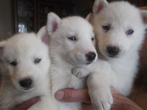 View photos, videos and stories. Idea by sarah hughes on husky pups | White husky, White husky dog, Puppies with blue eyes