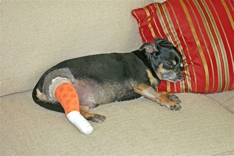 Cruciate Ligament Injury What Your Vet Wants You To Know