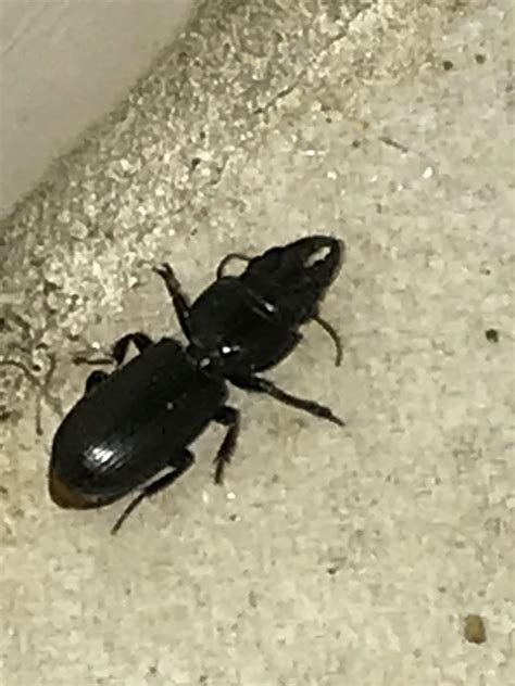 I Found Two Of These In My Basement Today What Exactly Is This Bug