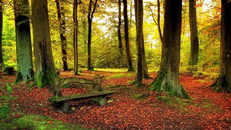 Beautiful Forest Autumn Mac Wallpaper Download