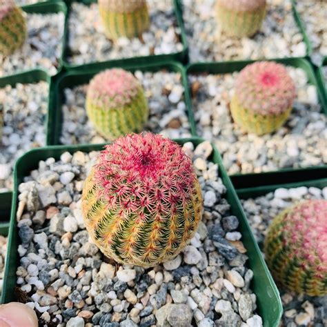 Rainbow Hedgehog Cactus Echinocereus Pectinatus Rubispinus Rigidissimus