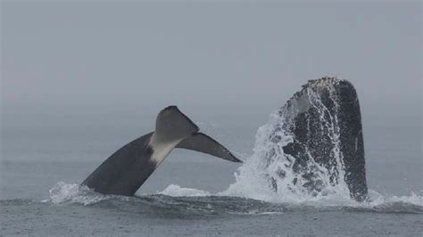 Photos Orcas Attack Humpback Whales Wach