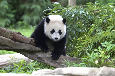 Study Explains Why The Panda Is Black And White