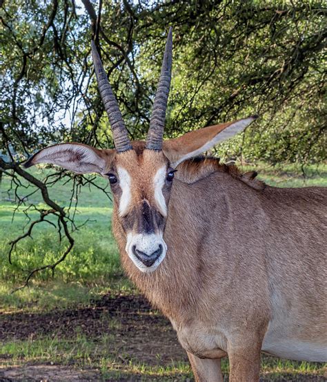 Roan Antilope Roan Antelope Photos Roan Antelope Images Nature