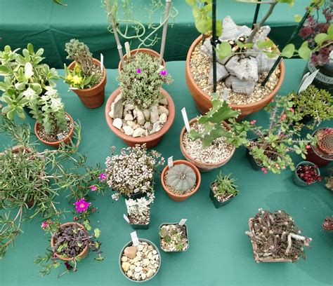 The sale will include succulents, cacti, and bromeliads from more than 25 regional nurseries and boutique growers. Cactus and Succulent Show 09/14/19