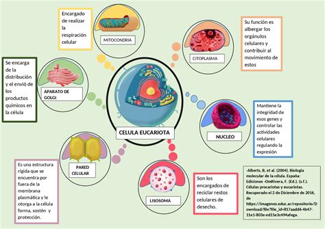 Infografia Celula Eucariota Esquemas Y Mapas Conceptuales De Biología