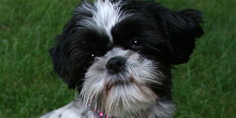 Although shih tzus keep themselves relatively clean, they still need to be bathed on a regular basis—even more so if they get into something smelly or soil themselves on accident. Shih tzu rescue wisconsin | Dogs, breeds and everything about our best friends.