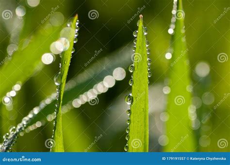 Fresh Green Grass With Dew Drops On The Blades Against A Creamy Bokeh