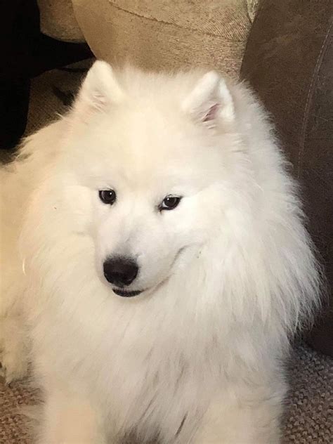 Find samoyed puppy in dogs & puppies for rehoming | find dogs and puppies locally for sale or adoption in canada : Samoyed puppy | Coventry, West Midlands | Pets4Homes