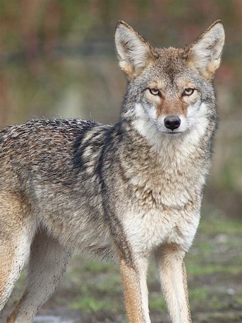 Coyote Seen Roaming At Zoo Heres What To Do If You Spot It