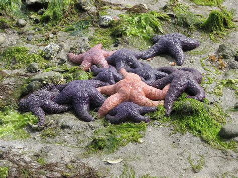 Pisaster Ochraceus Is A Keystone Predator In Intertidal Communities In