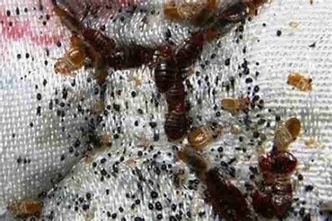 Bed Bugs On Mattress Inside Signs Pictures Get Rid Kill Treatment