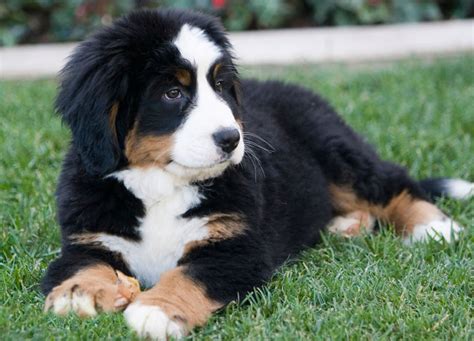 Dogs And Cats Breed Bernese Mountain Dog Dogs And Cats