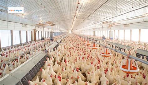 Ro 615 Million Poultry Farm Set For Launch In January 2021
