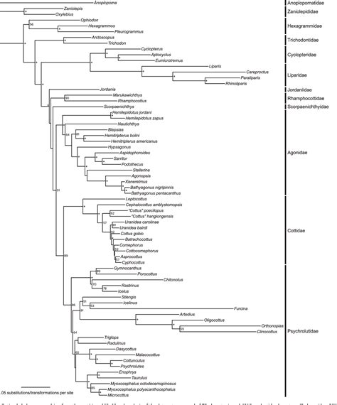 Figure 3 From Phylogeny And Taxonomy Of Sculpins Sandfishes And