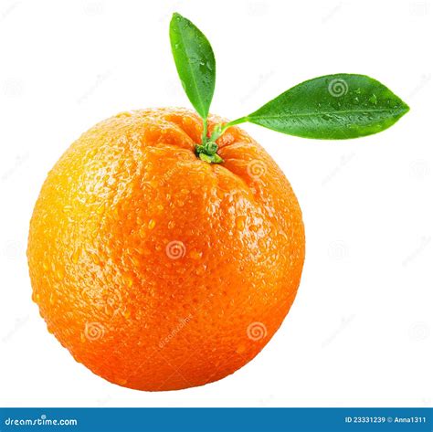 Wet Orange Fruit With Leaves Isolated On White Stock Image Image Of