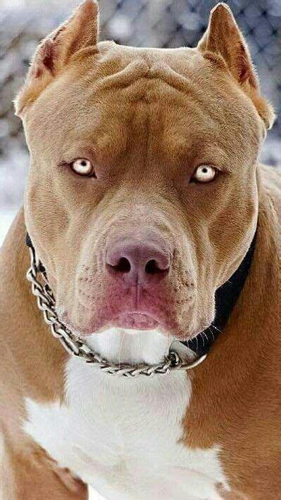Mean Looking Pittbull Pitbull Dog Breed
