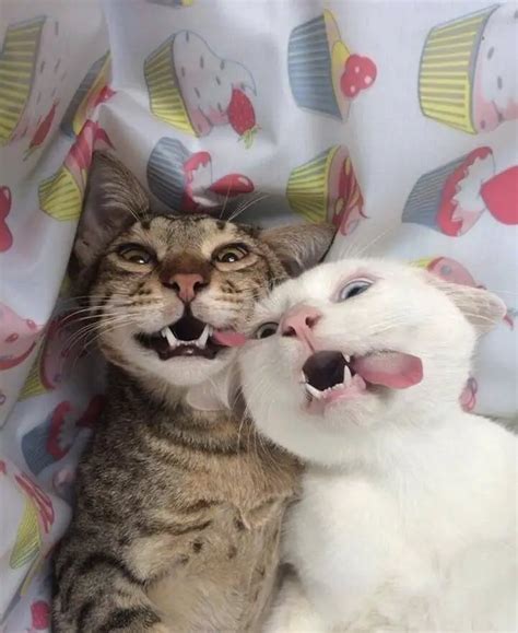 70 Funny Cat Jokes That Will Get You A Laugh Every Time The Paws
